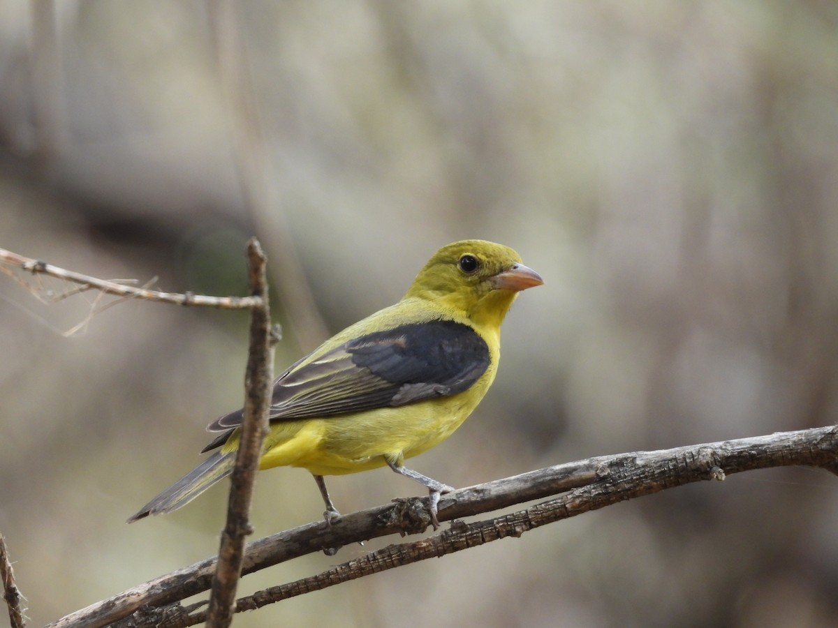 Scarlet Tanager - ML645160880