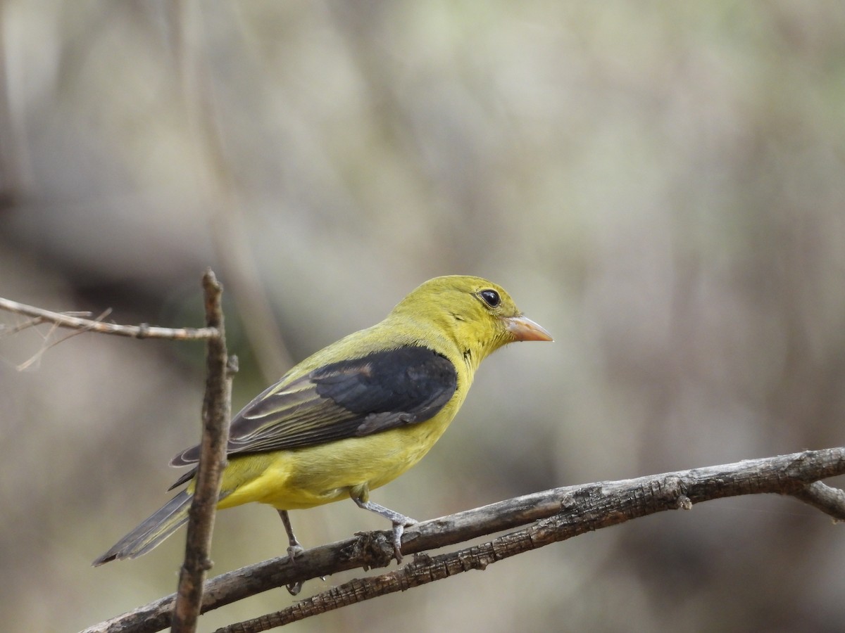 Scarlet Tanager - ML645160881