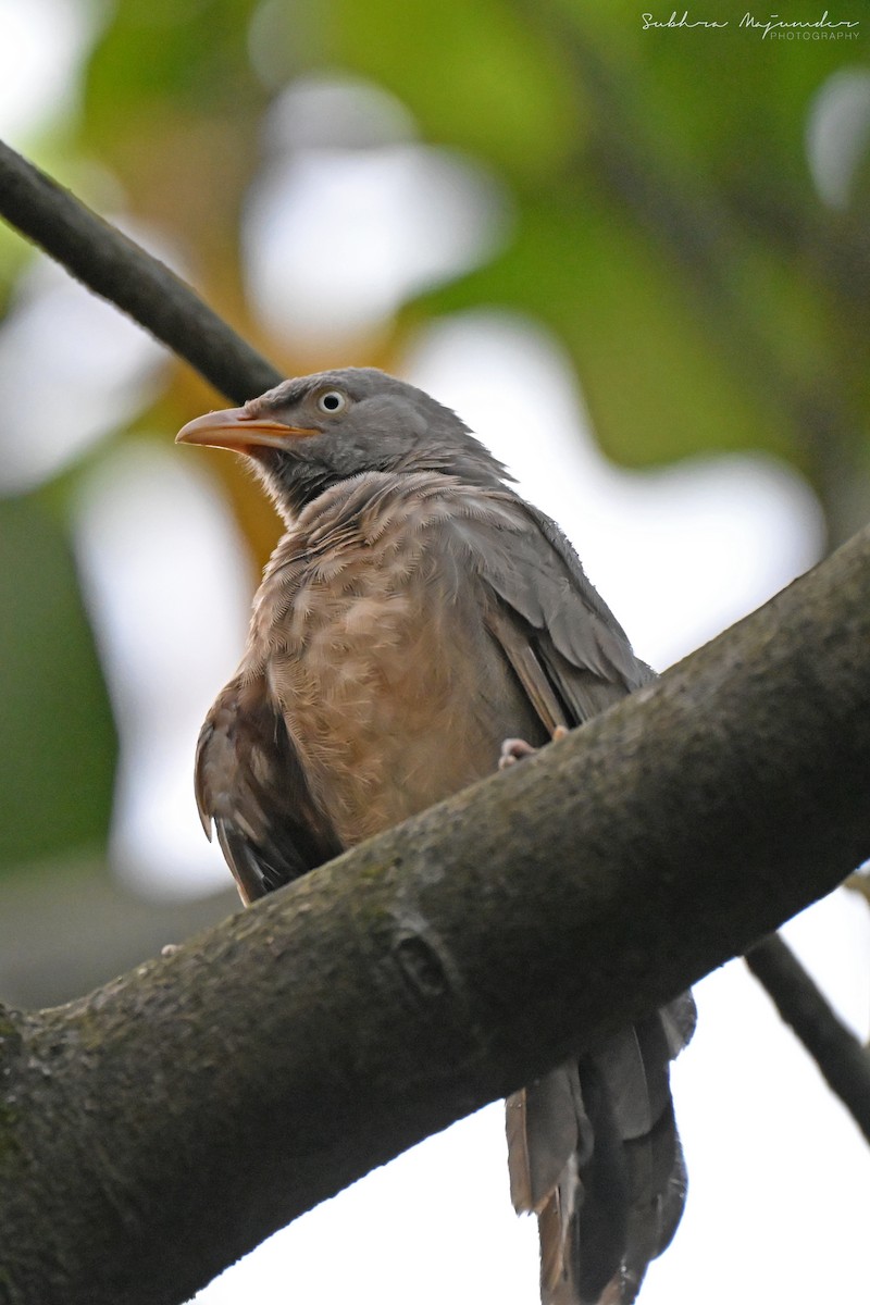 Jungle Babbler - ML645160882