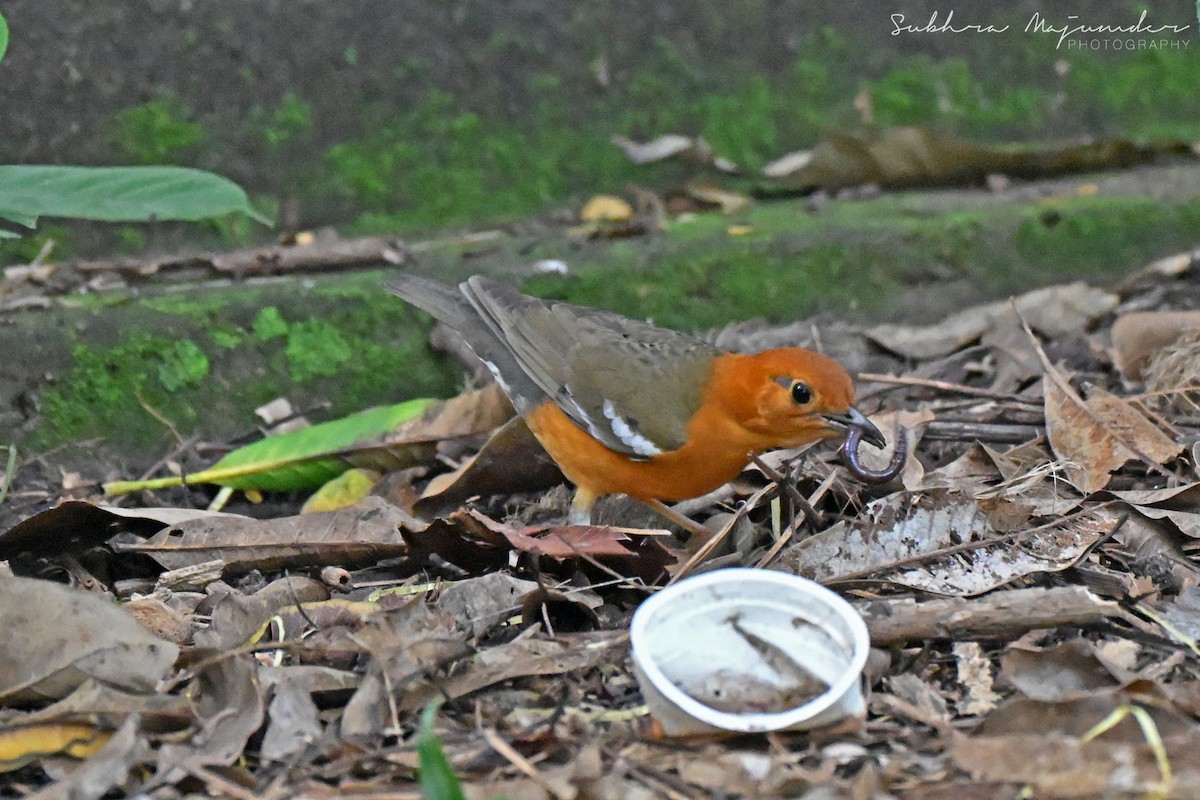 Orange-headed Thrush - ML645160884