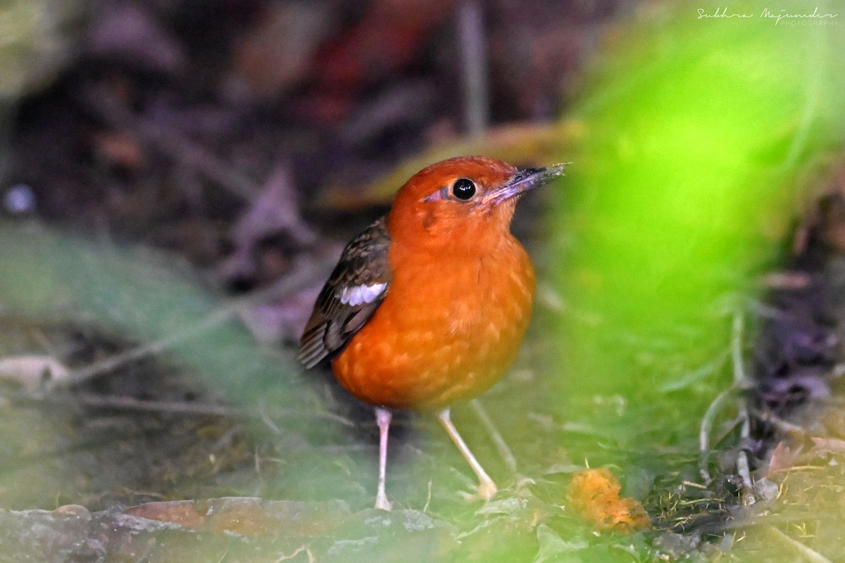Orange-headed Thrush - ML645160885