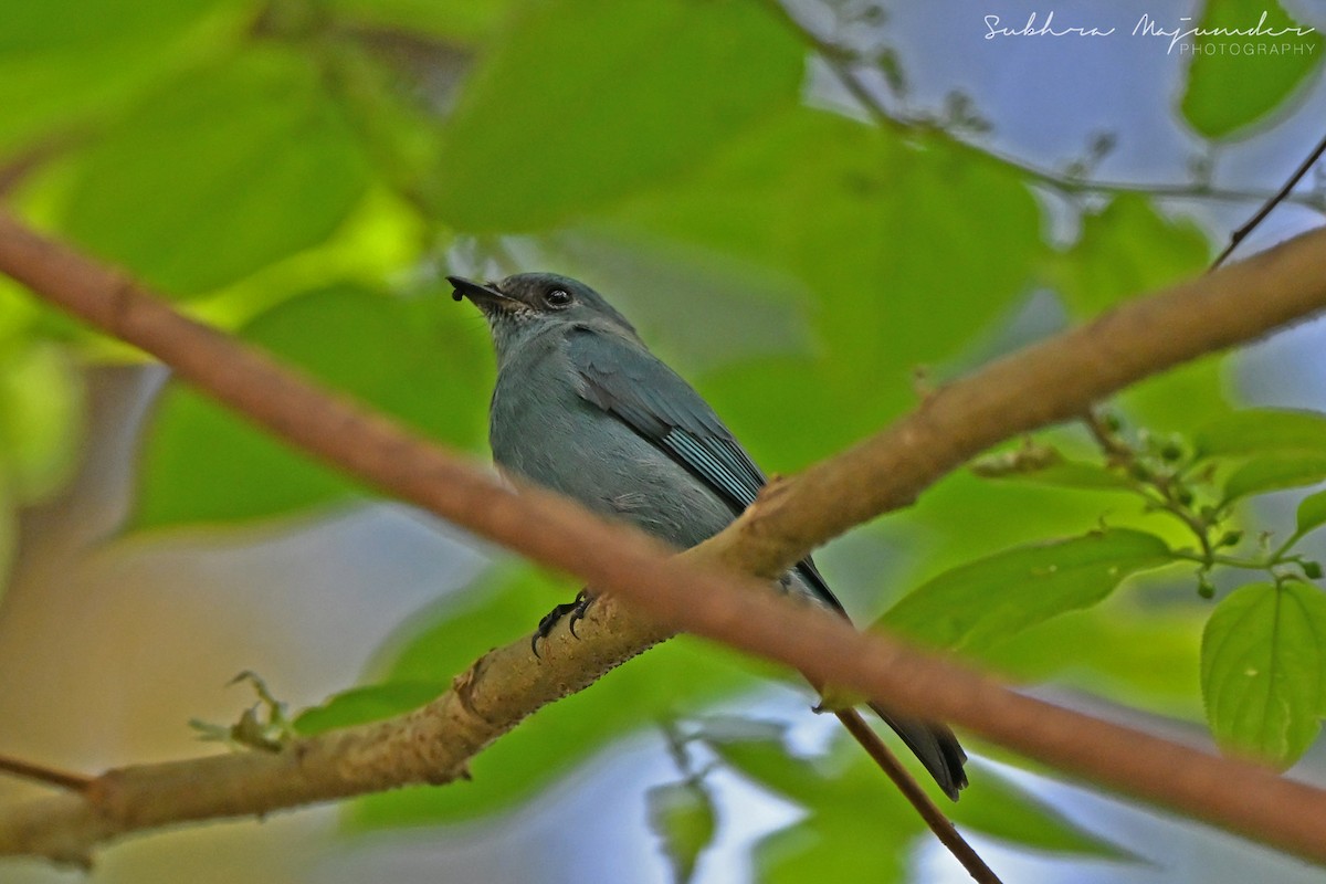 Verditer Flycatcher - ML645160888
