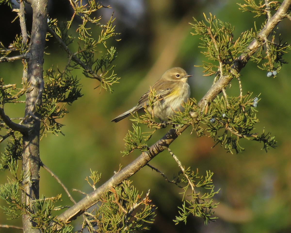 Taçlı Ötleğen - ML645160891