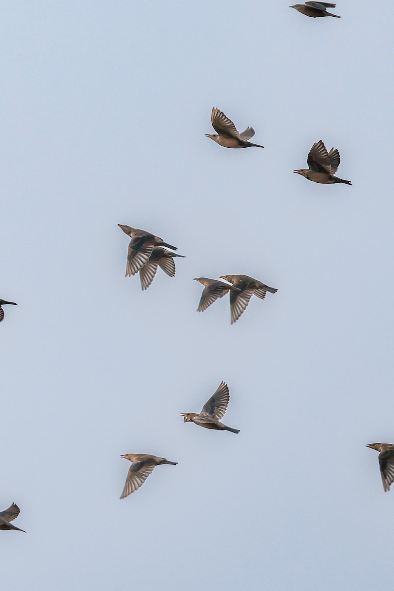 Rosy Starling - ML645160904