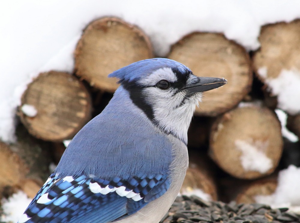 Blue Jay - ML645160905