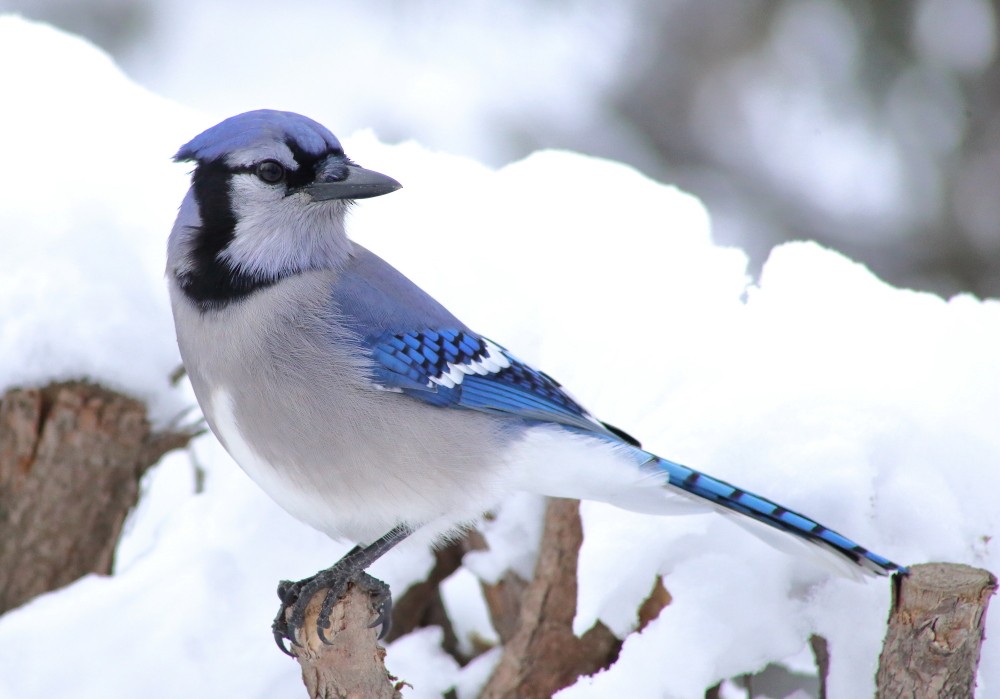 Blue Jay - ML645160909