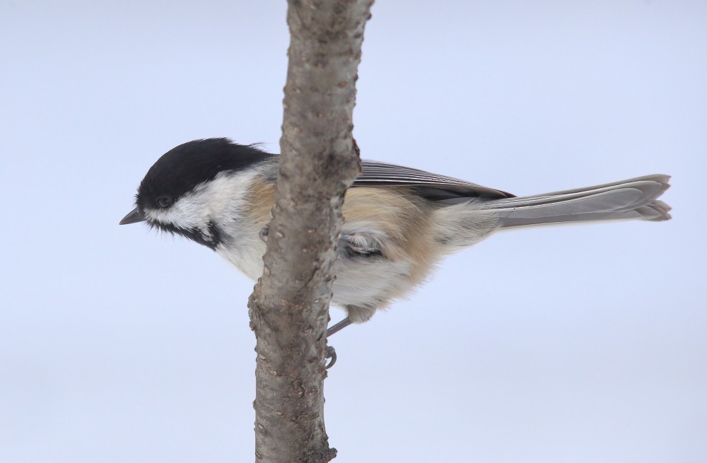 Black-capped Chickadee - ML645160912