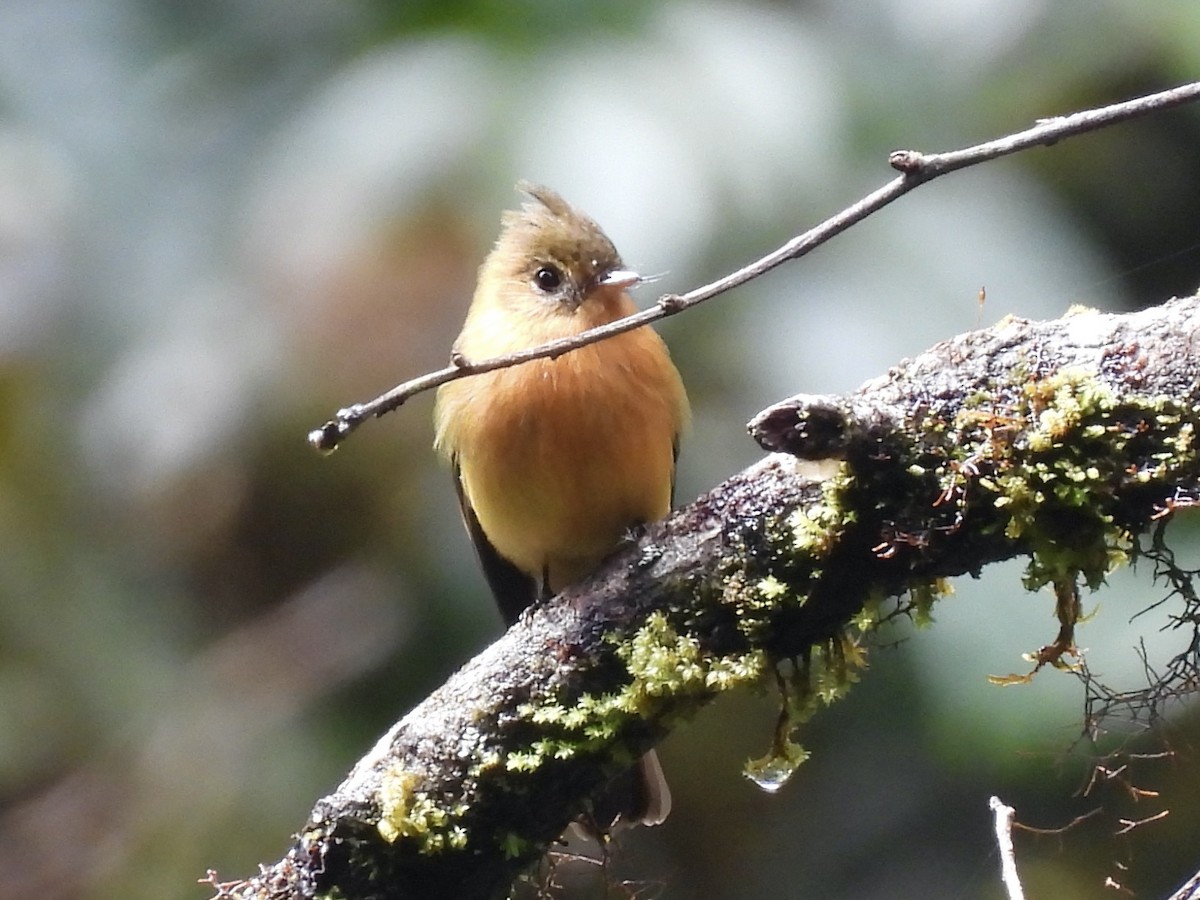 Tufted Flycatcher - ML645160915