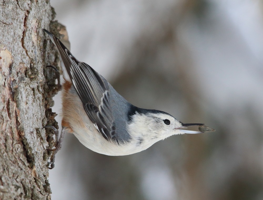 White-breasted Nuthatch - ML645160918