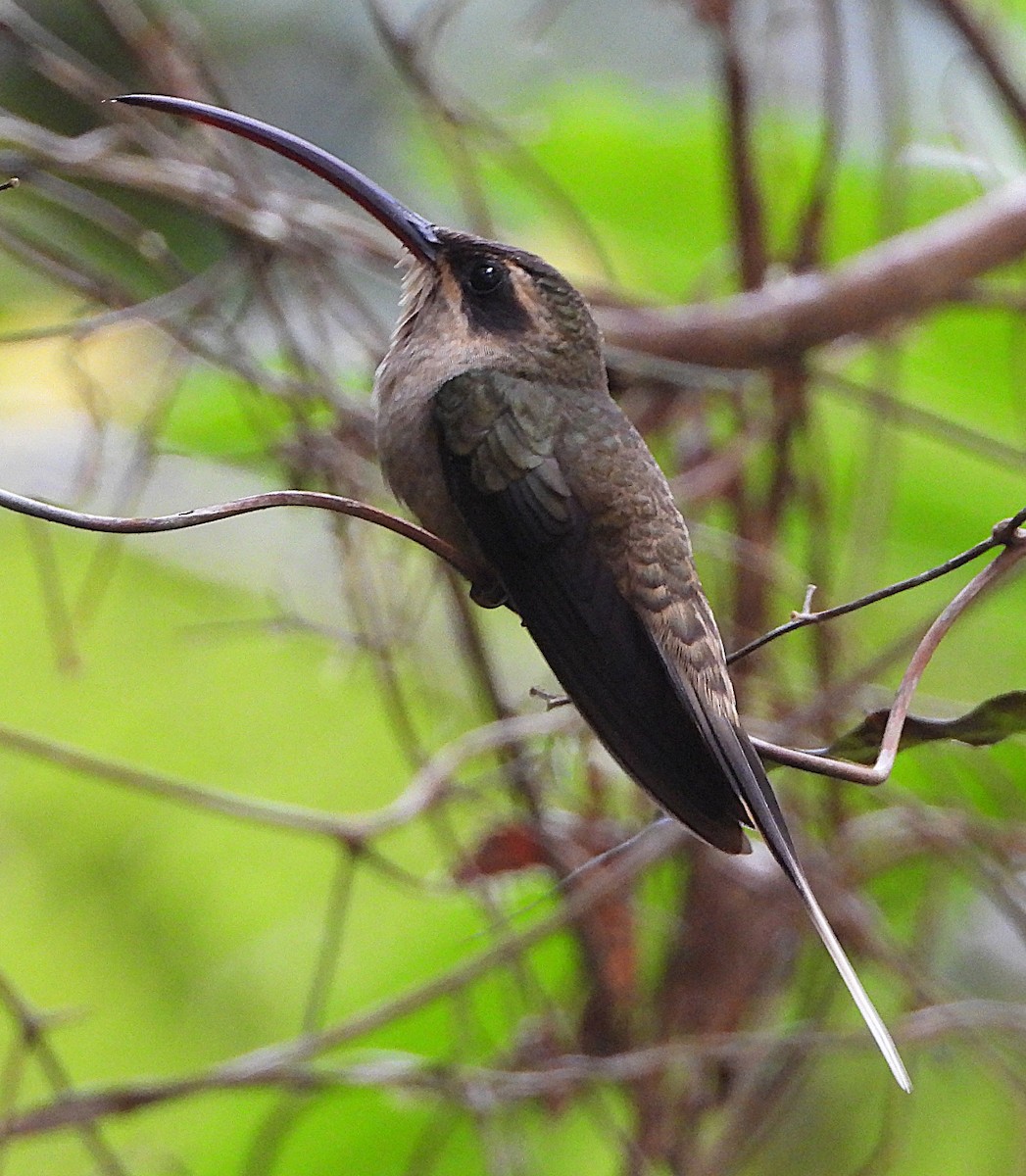 Ermite à long bec (margarettae) - ML645160922