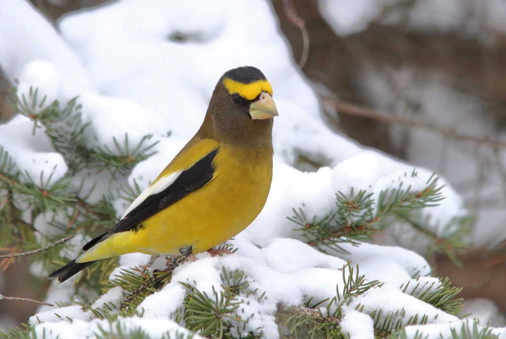 Evening Grosbeak - ML645160927
