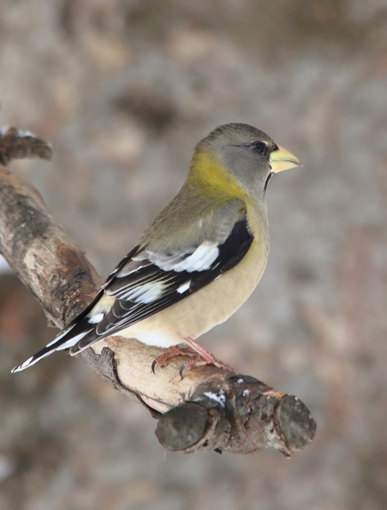 Evening Grosbeak - ML645160931