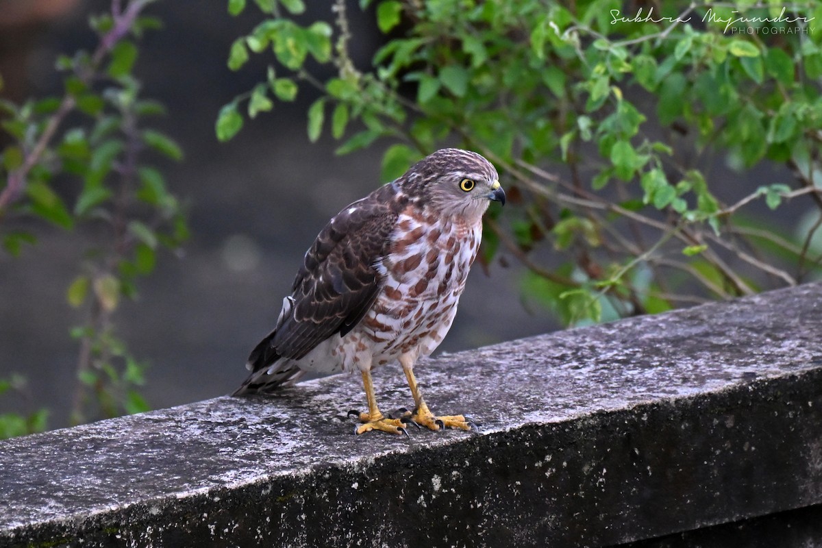 Shikra - ML645160932