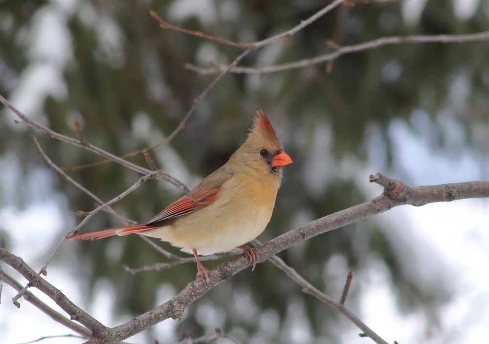 Northern Cardinal - ML645160938