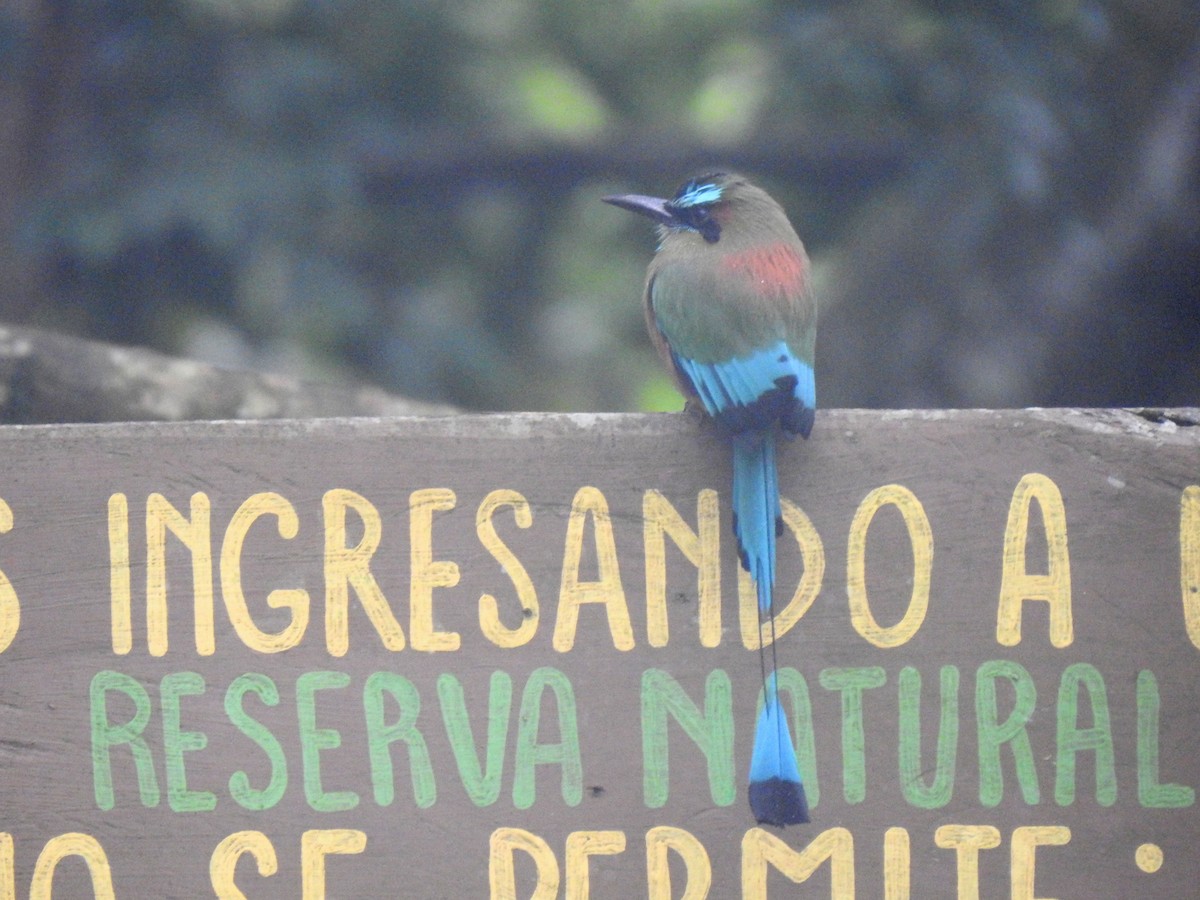 Момот рудочеревий - ML645160940