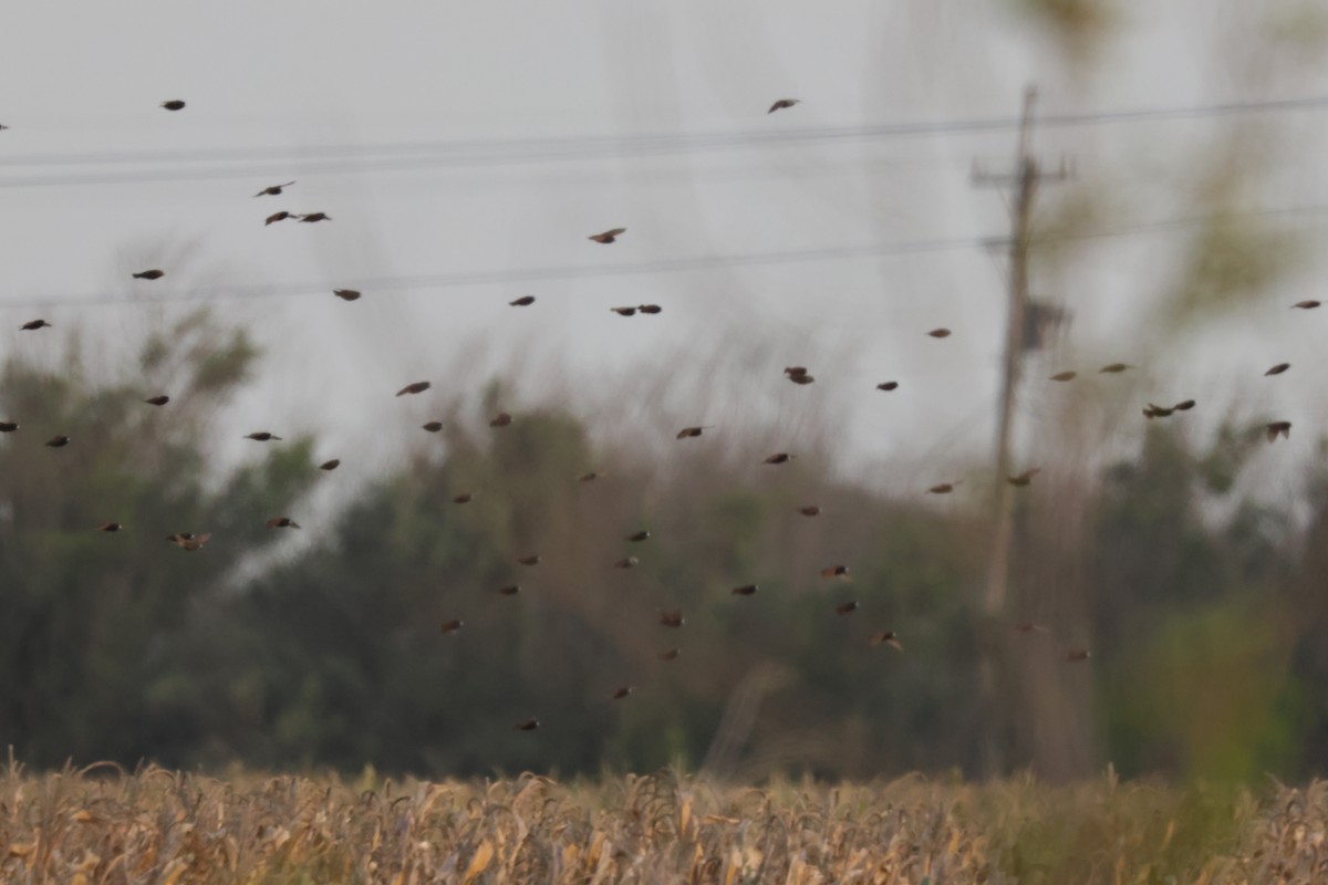 Chestnut Munia - ML645160957