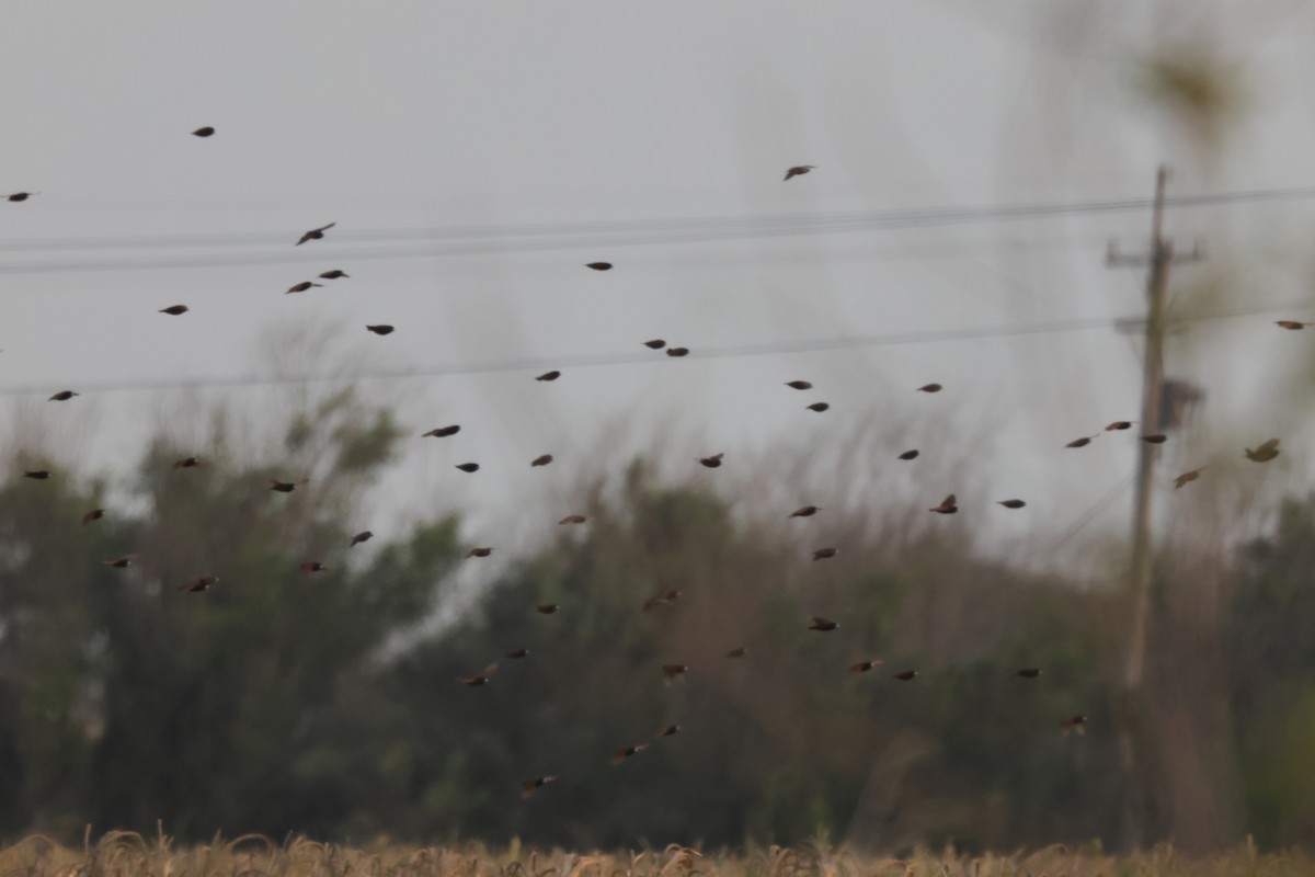 Chestnut Munia - ML645160958