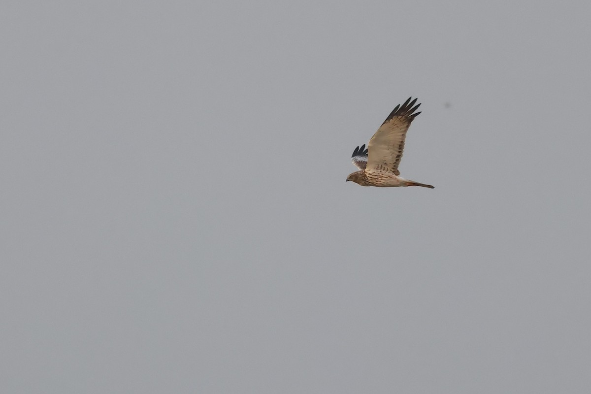 Eastern Marsh Harrier - ML645160963