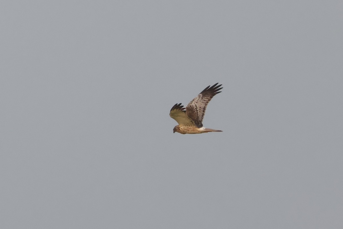 Eastern Marsh Harrier - ML645160964