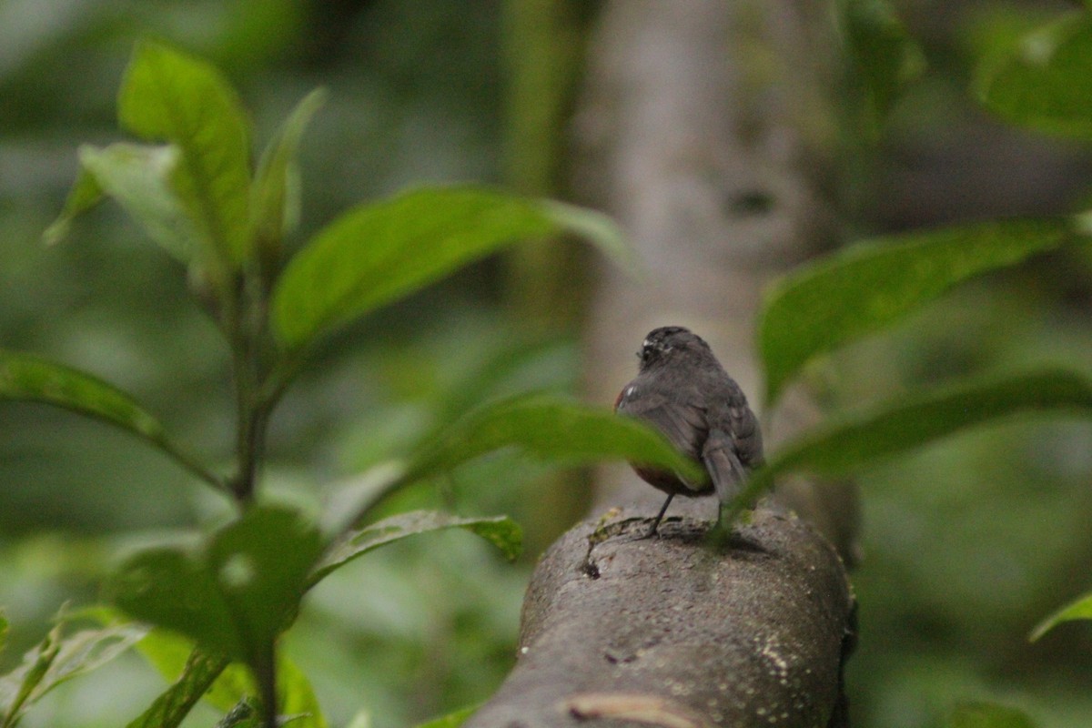 Chestnut-bellied Chat-Tyrant - ML645160965