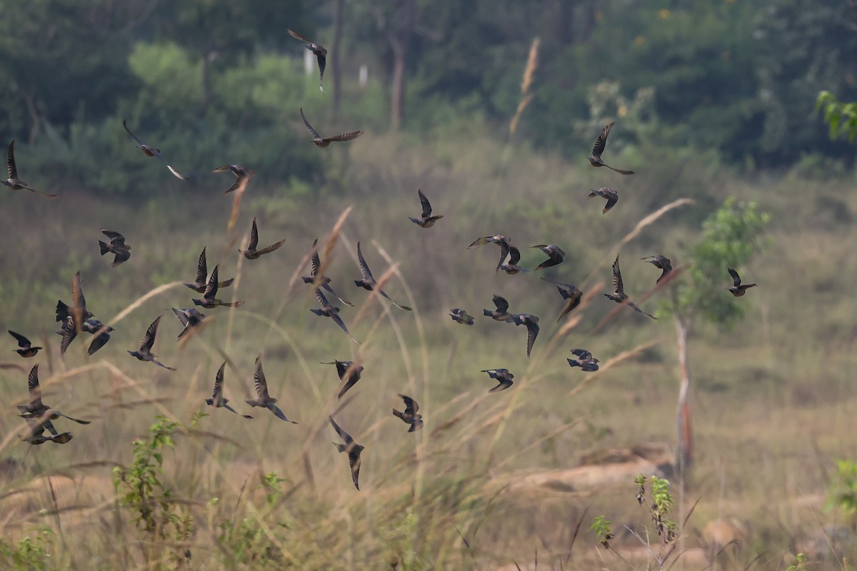 Rosy Starling - ML645160966
