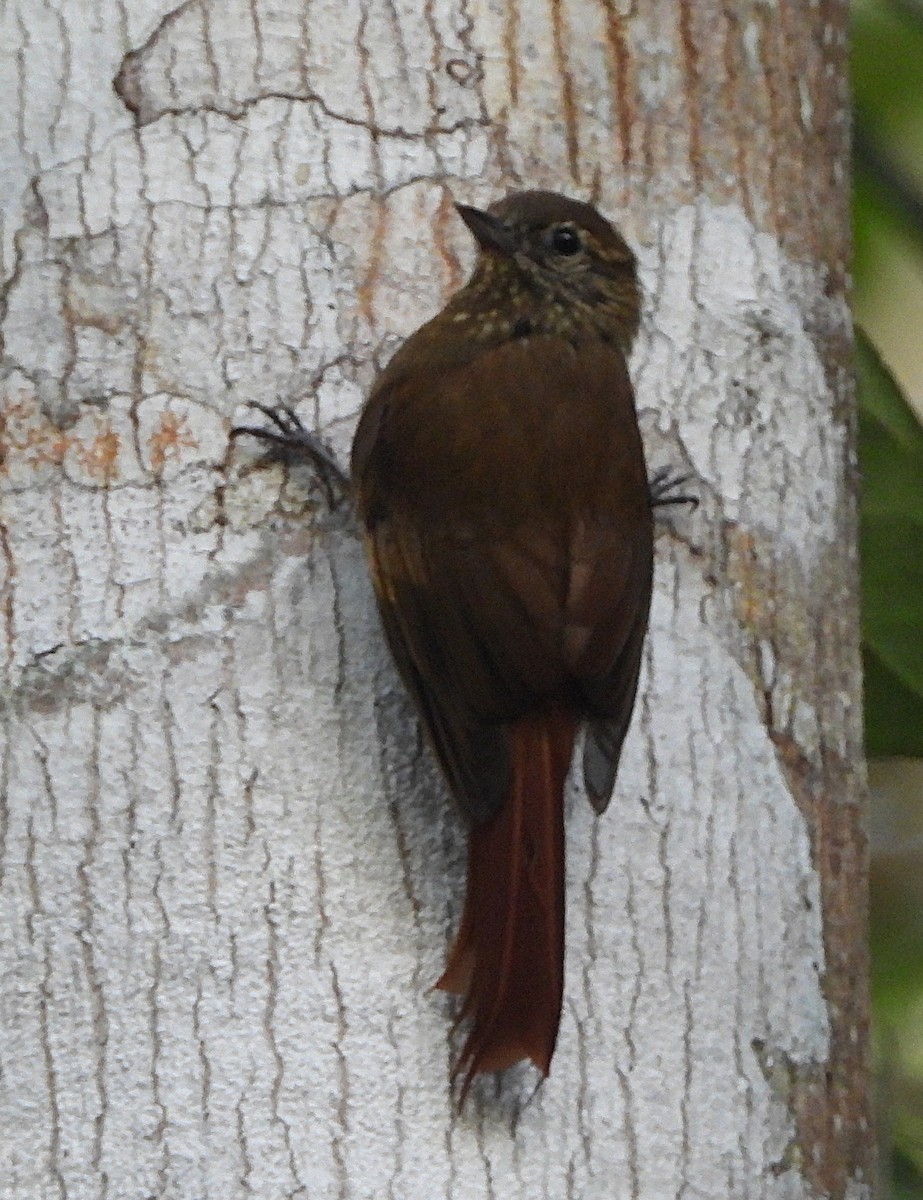 Grimpar bec-en-coin (groupe cuneatus) - ML645160999