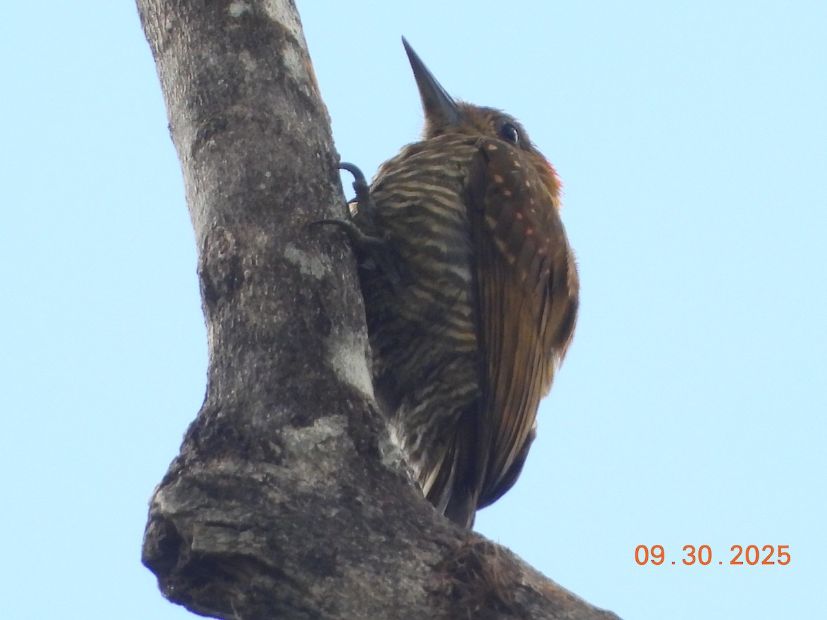 Pic affin - ML645161000