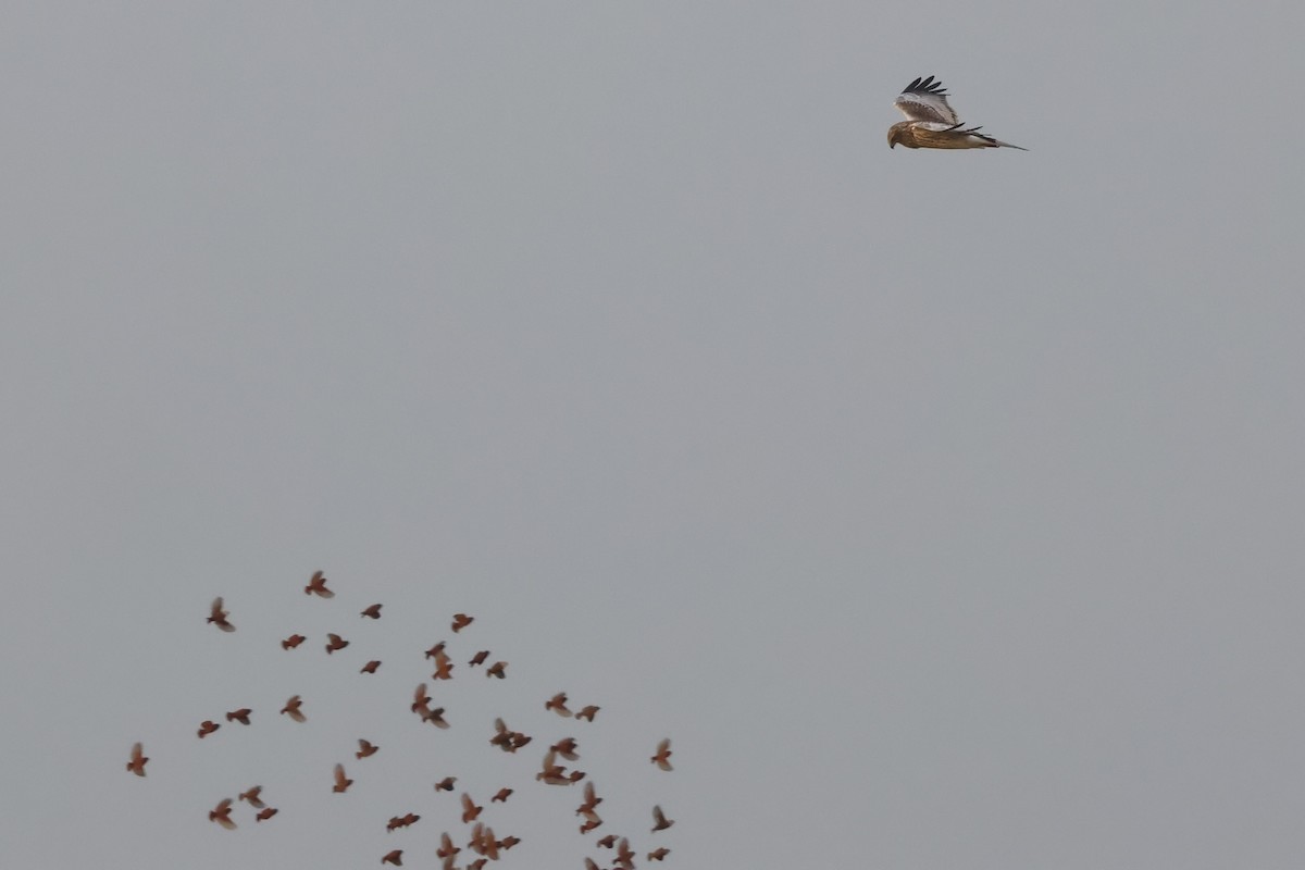 Eastern Marsh Harrier - ML645161005