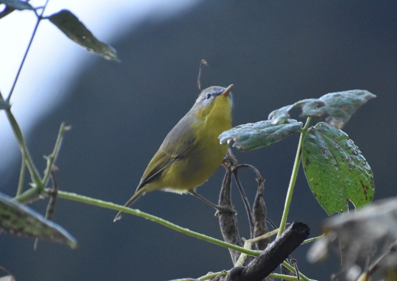 Graukopf-Laubsänger - ML645161012