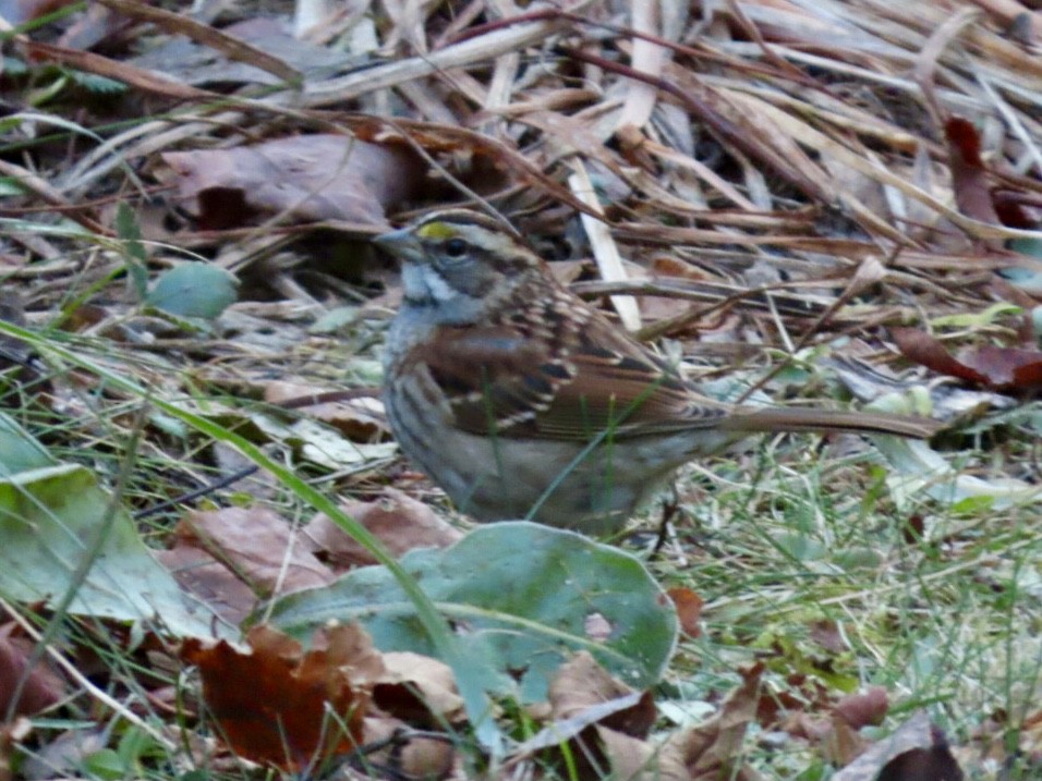White-throated Sparrow - ML645161028