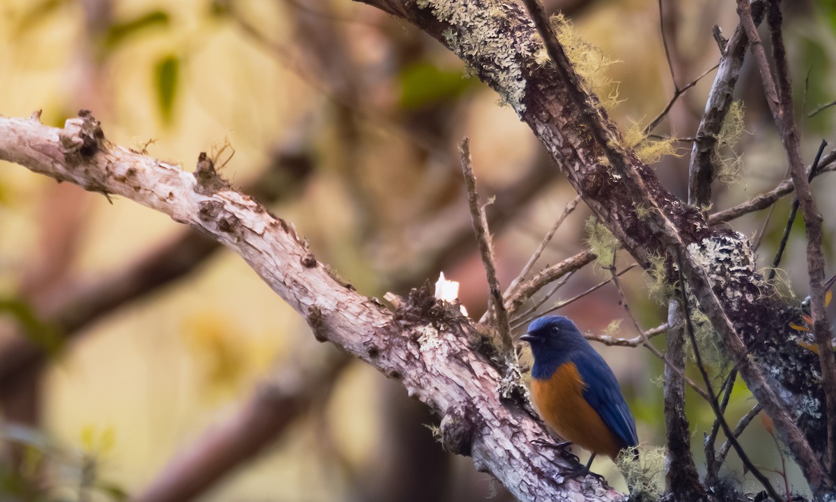 Timor Blue Flycatcher - ML645161033