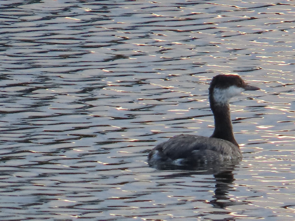 Horned Grebe - ML645161037