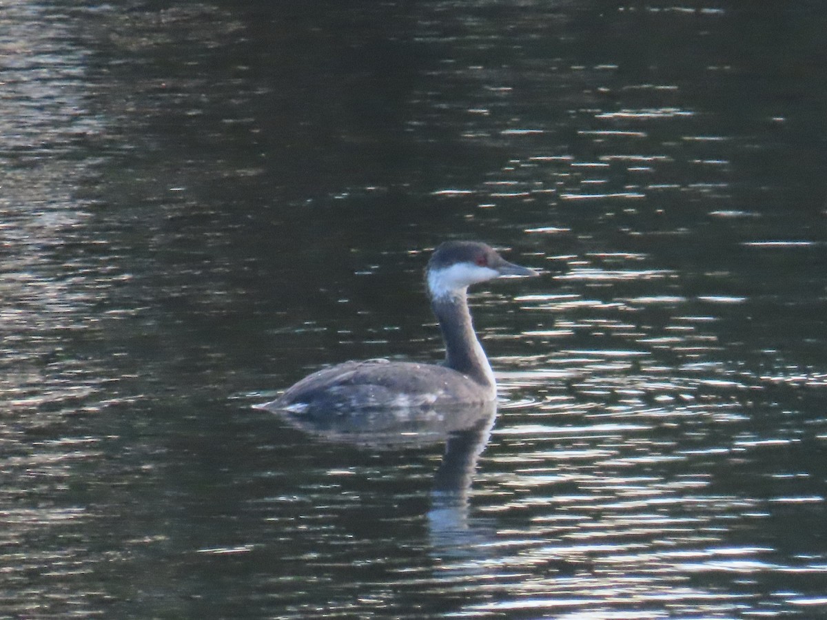 Horned Grebe - ML645161038