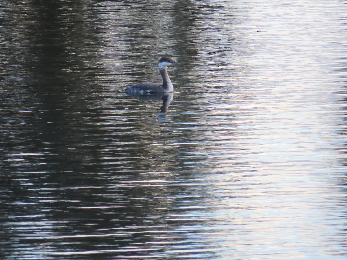Horned Grebe - ML645161039