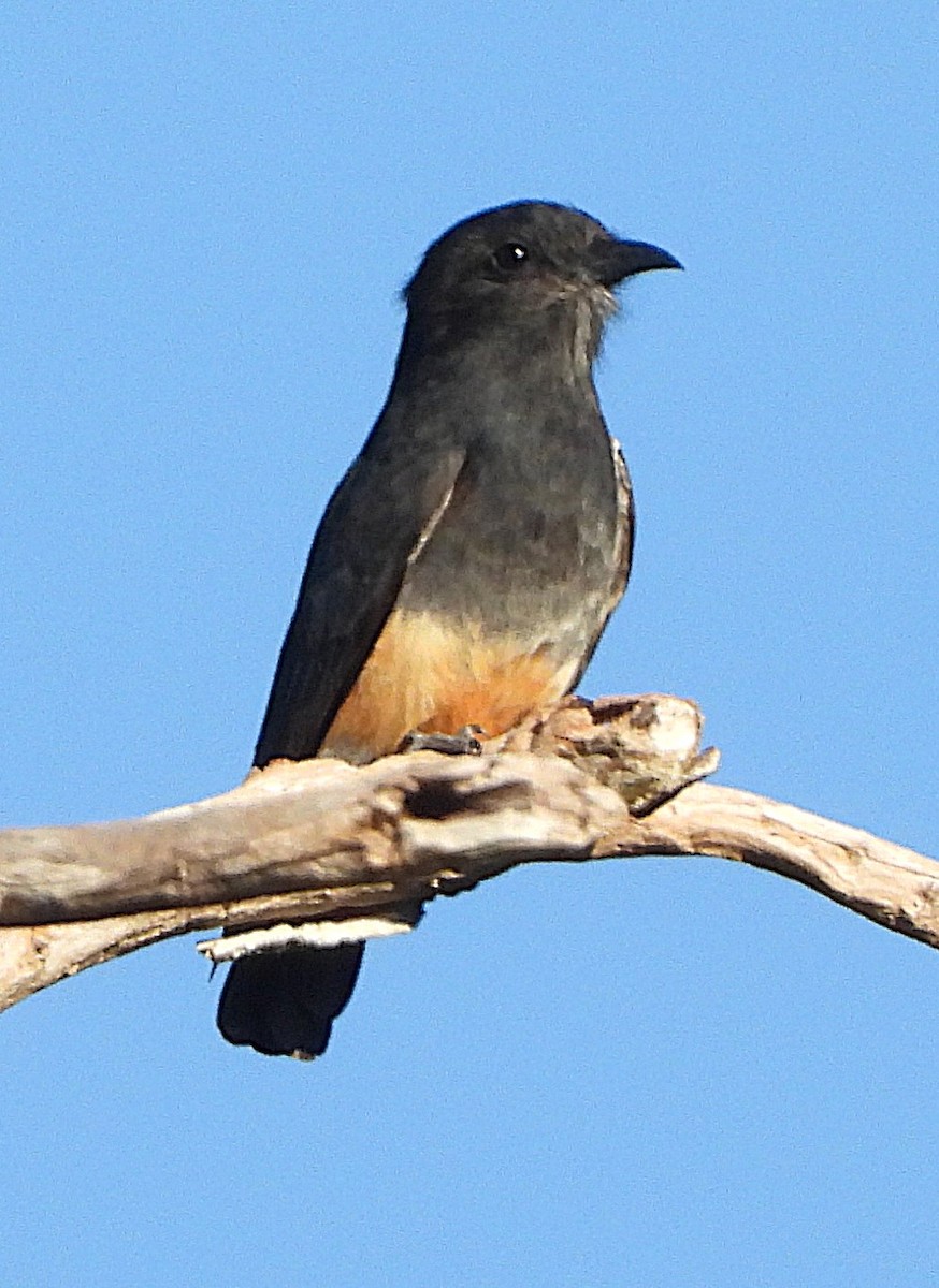 Barbacou à croupion blanc - ML645161049