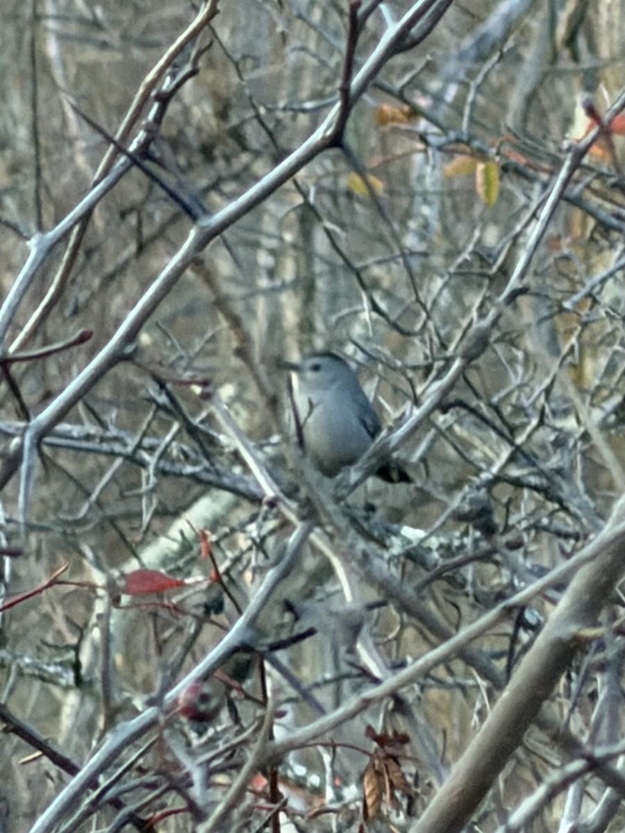 Miaulari grisa - ML645161055