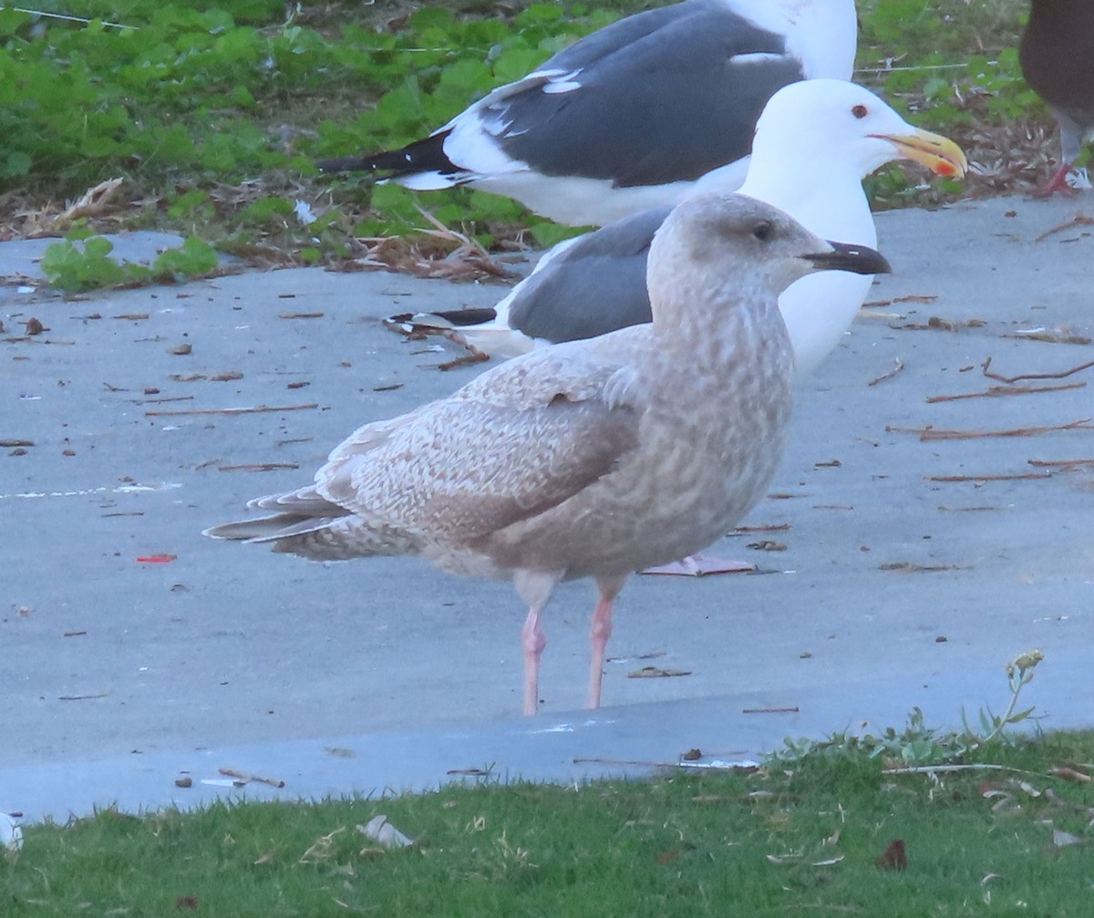 чайка sp. - ML645161058