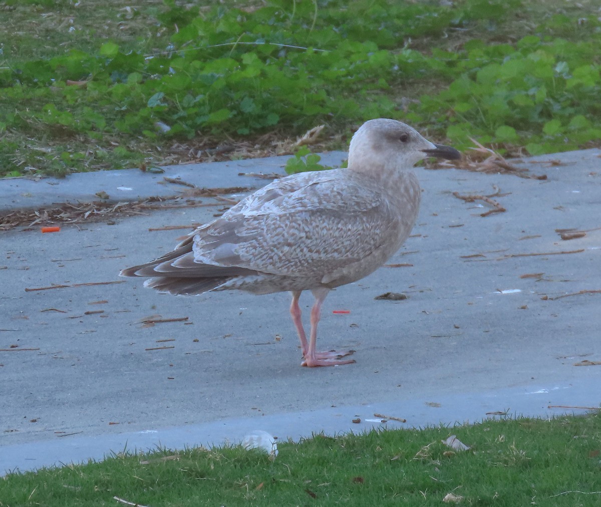 чайка sp. - ML645161059