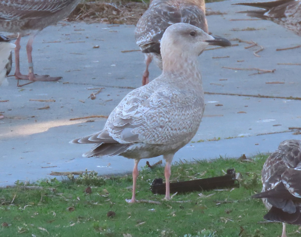 чайка sp. - ML645161060