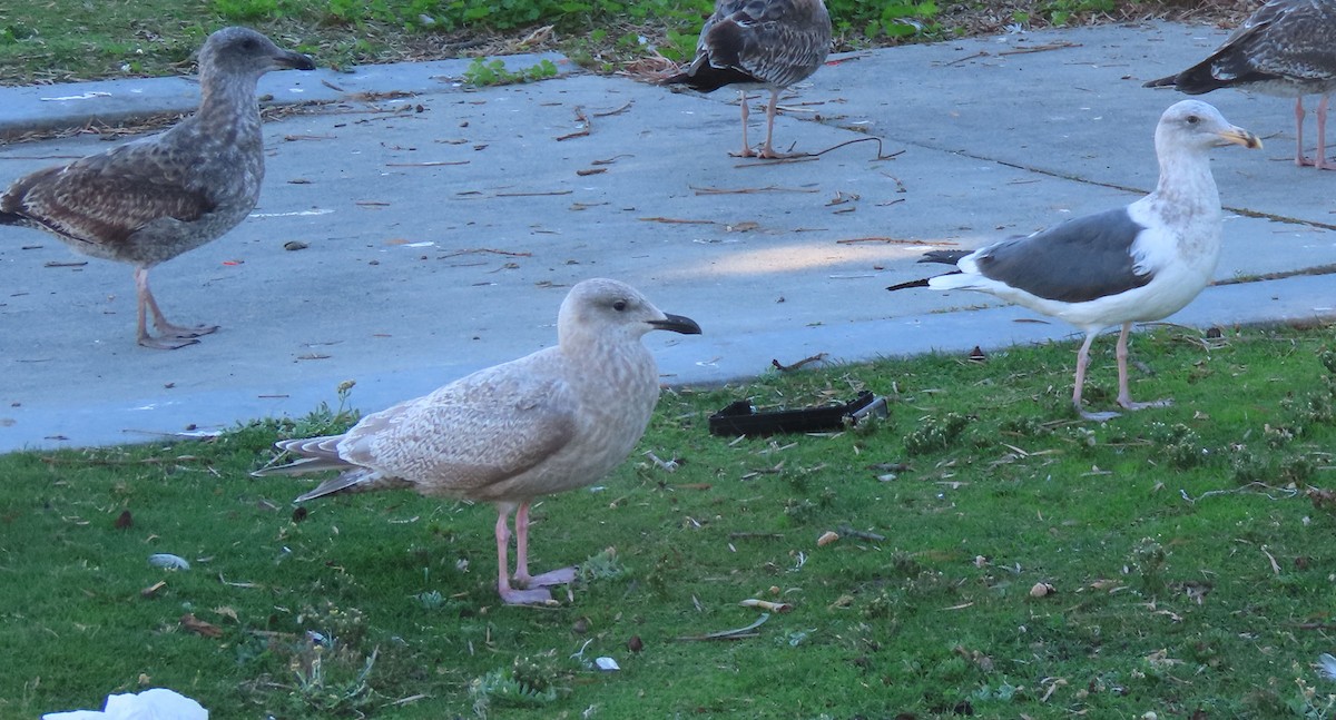 чайка sp. - ML645161061