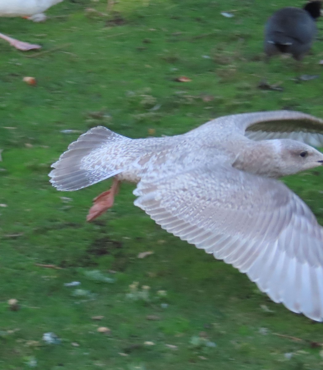 чайка sp. - ML645161062