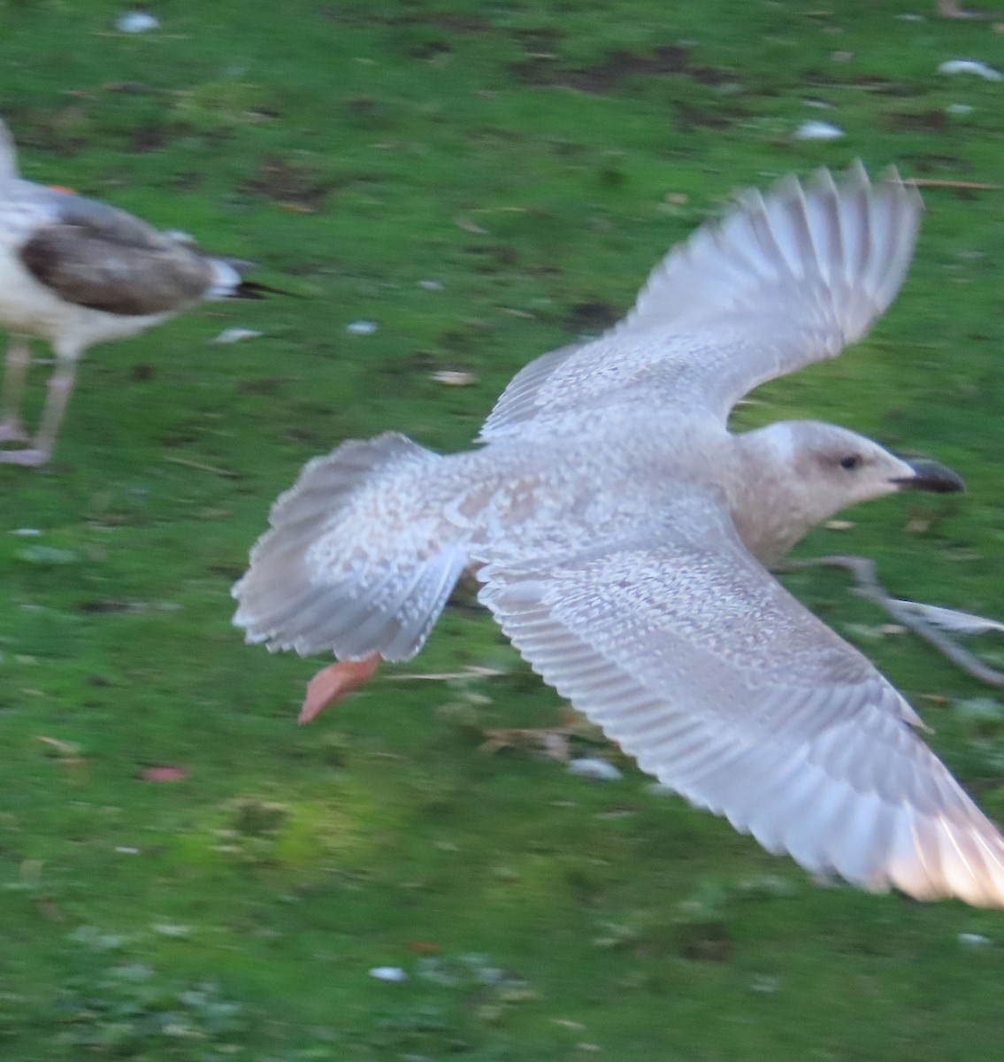 чайка sp. - ML645161063