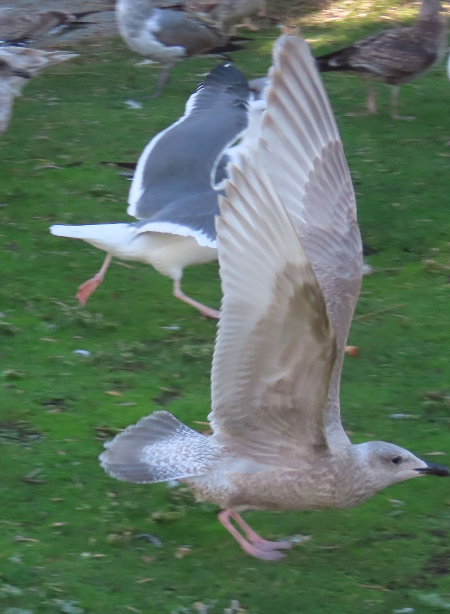 чайка sp. - ML645161064