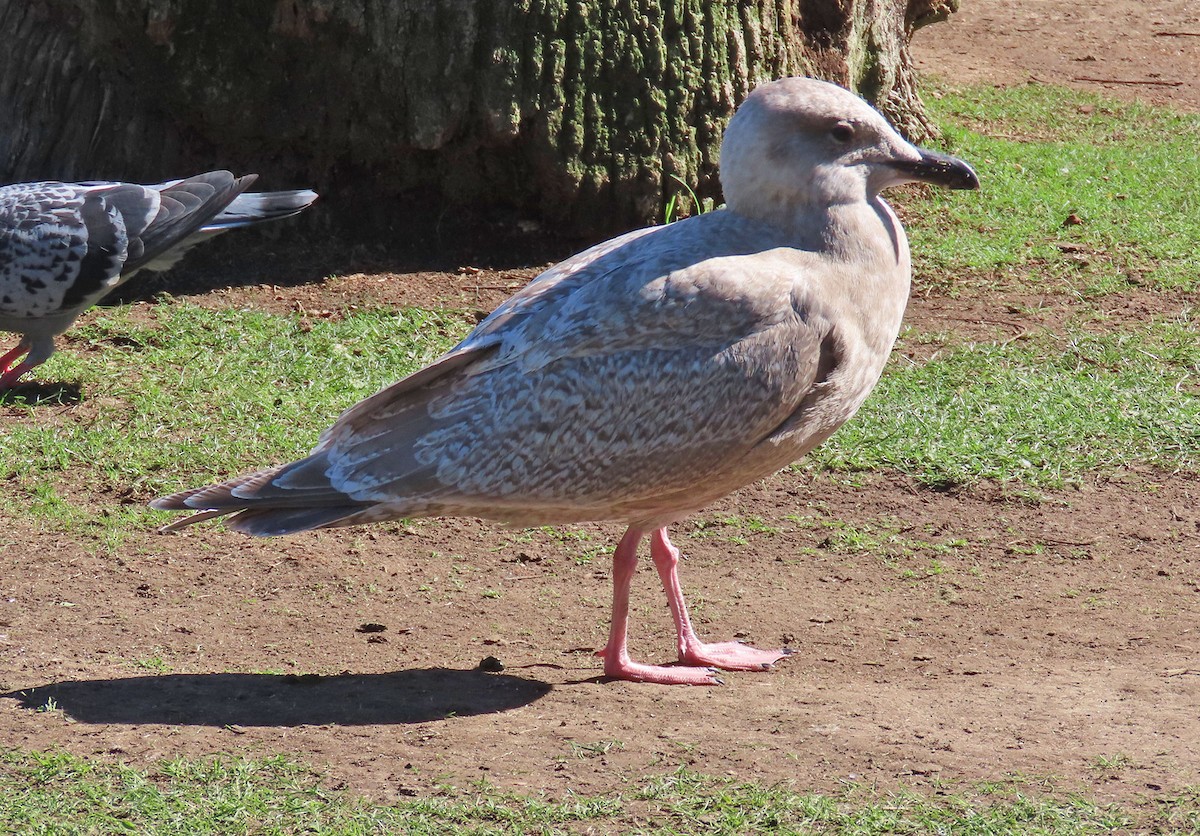 чайка sp. - ML645161065