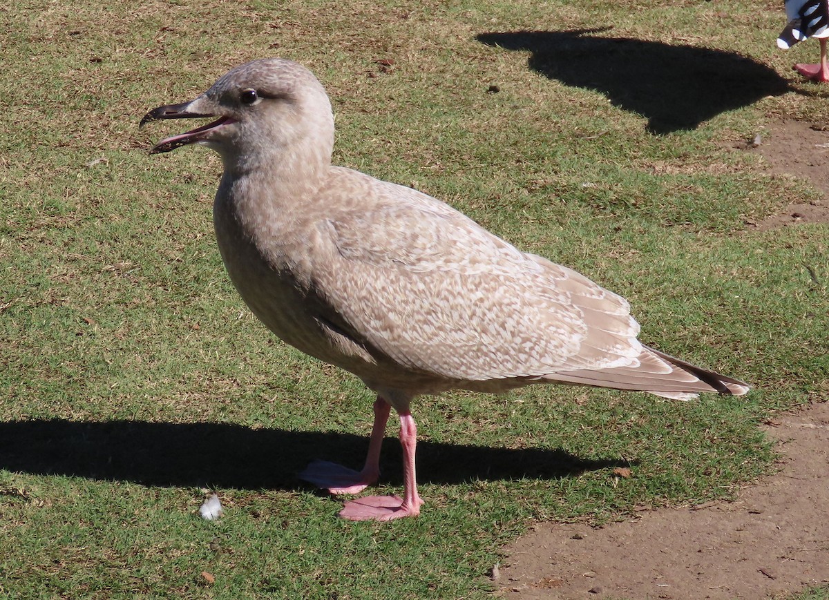 чайка sp. - ML645161066