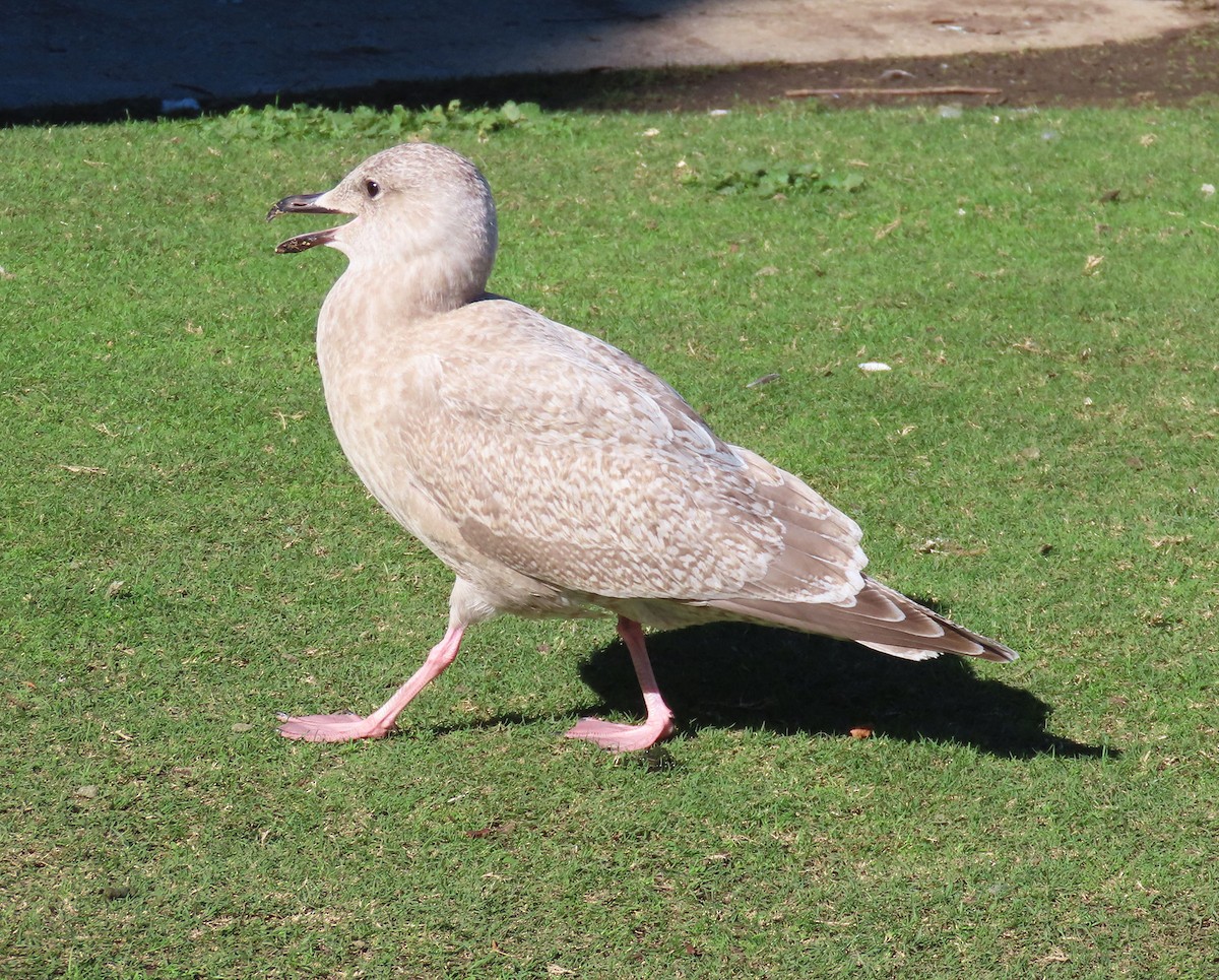 чайка sp. - ML645161067