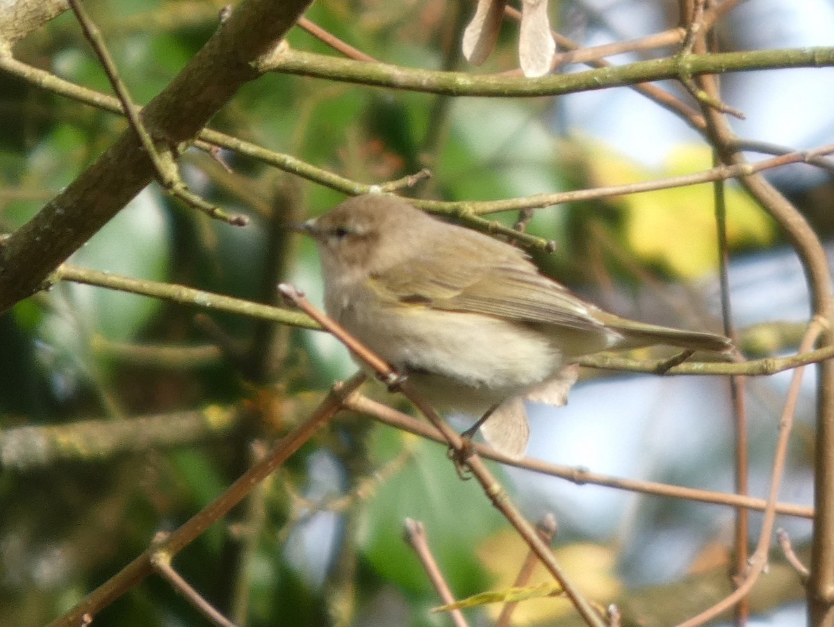 Common Chiffchaff (Siberian) - ML645161088