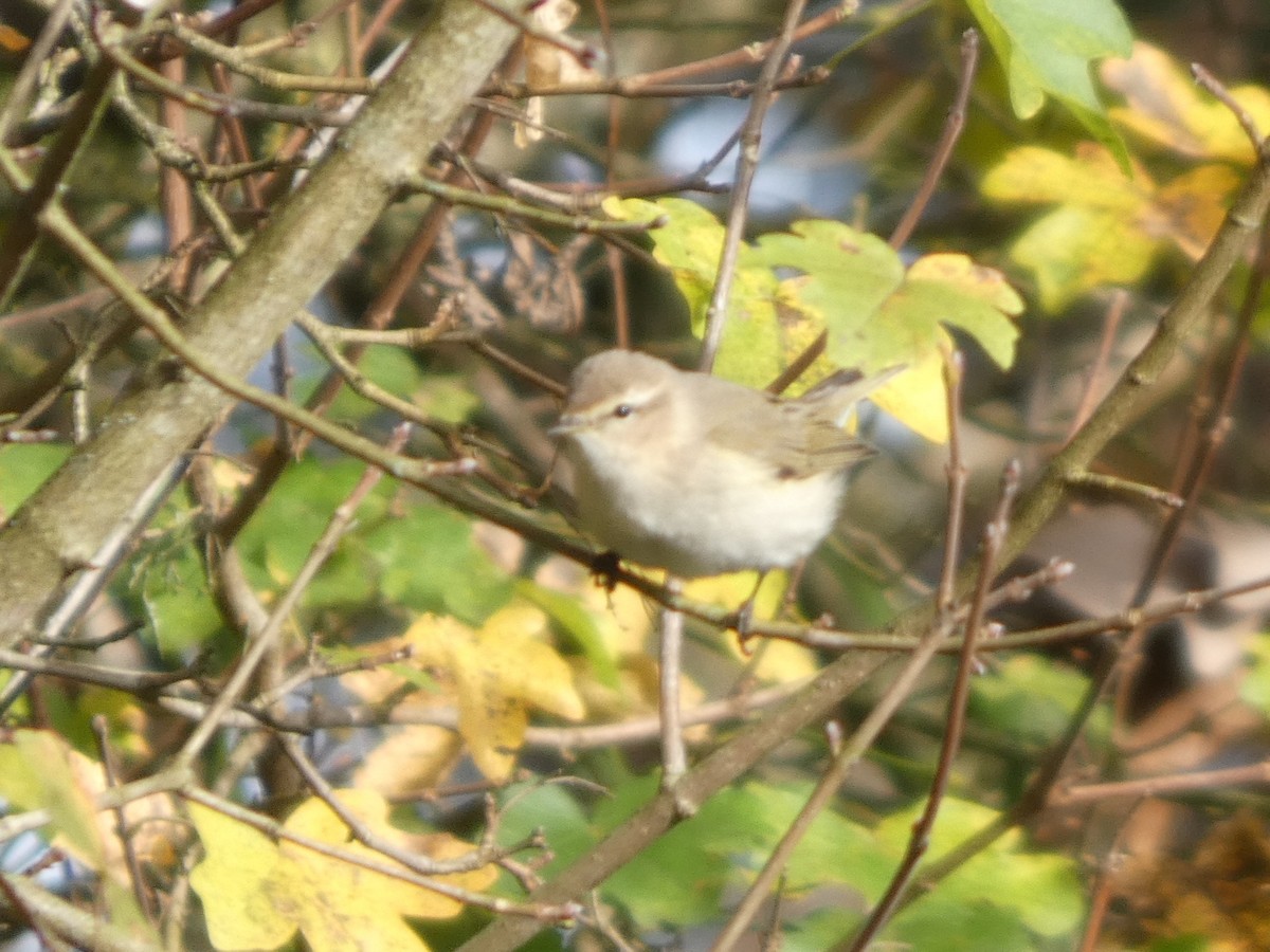 Common Chiffchaff (Siberian) - ML645161089