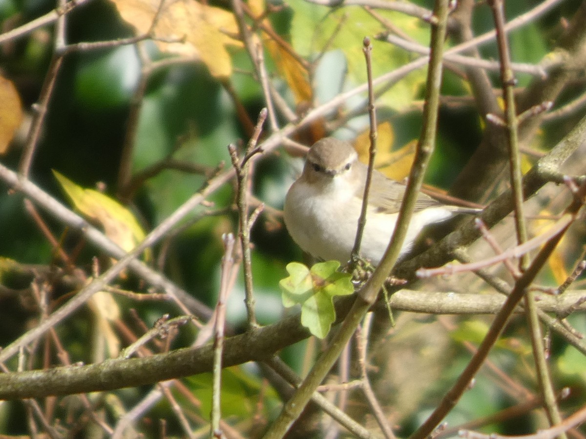 Common Chiffchaff (Siberian) - ML645161090