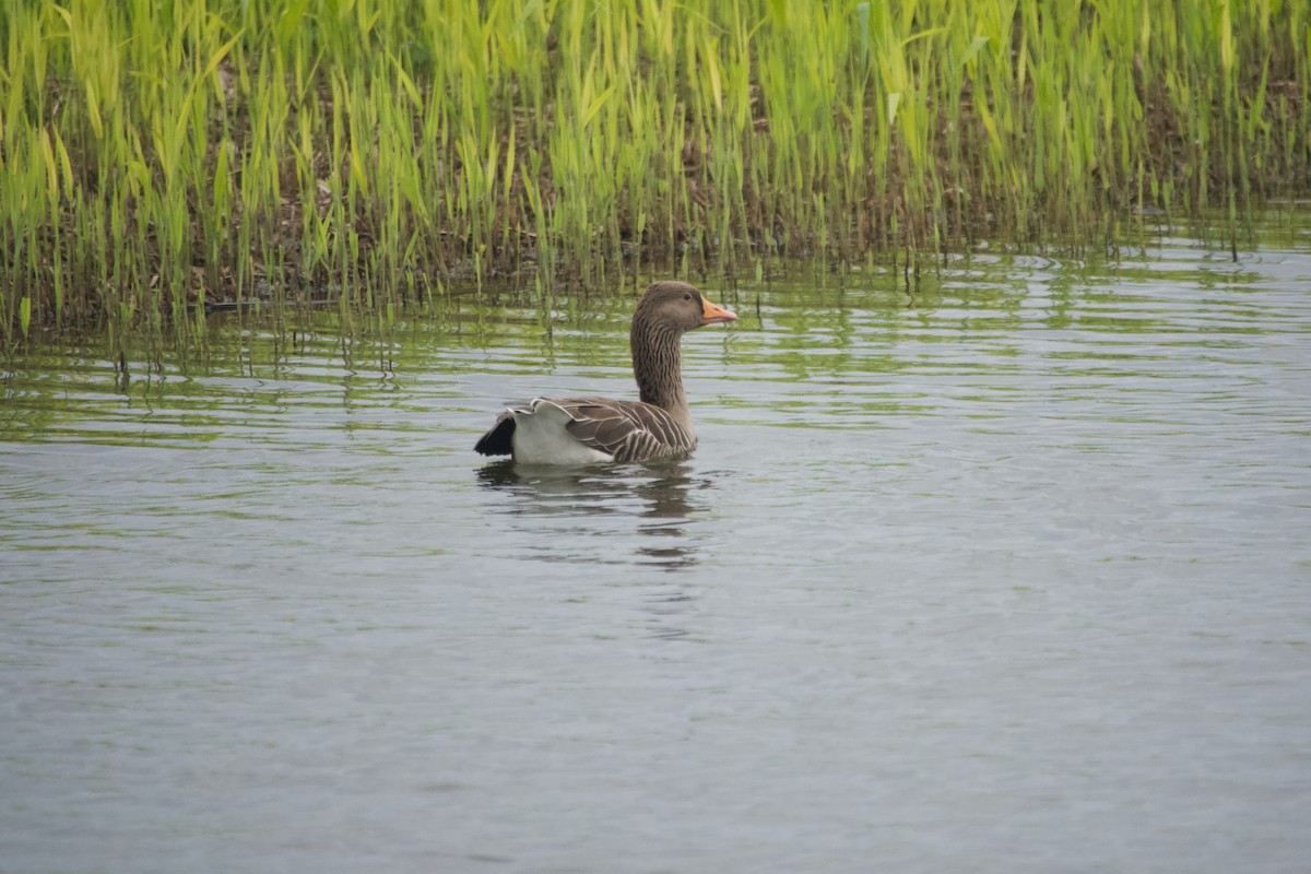 Graylag Goose - ML645161093